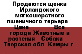 Продаются щенки Ирландского мягкошерстного пшеничного терьера › Цена ­ 30 000 - Все города Животные и растения » Собаки   . Тверская обл.,Кимры г.